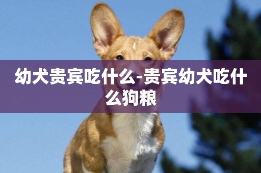 幼犬貴賓吃什么-貴賓幼犬吃什么狗糧