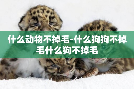 什么動物不掉毛-什么狗狗不掉毛什么狗不掉毛