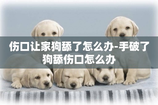 傷口讓家狗舔了怎么辦-手破了狗舔傷口怎么辦