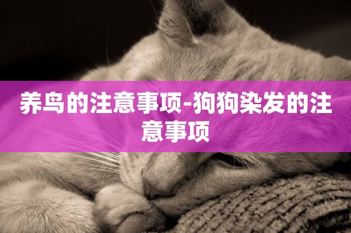 養鳥的注意事項-狗狗染發的注意事項