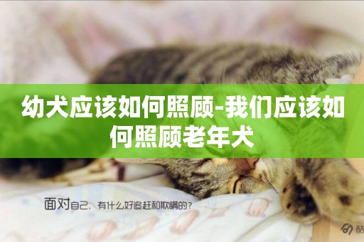 幼犬應該如何照顧-我們應該如何照顧老年犬