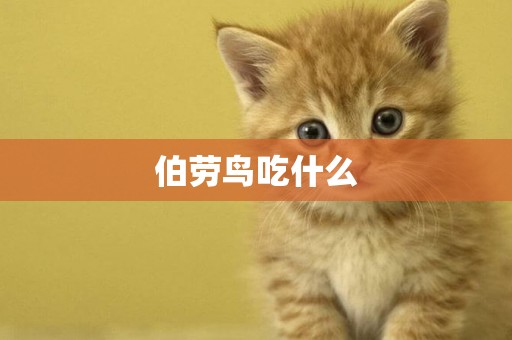 伯勞鳥吃什么