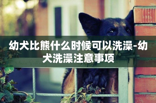幼犬比熊什么時候可以洗澡-幼犬洗澡注意事項