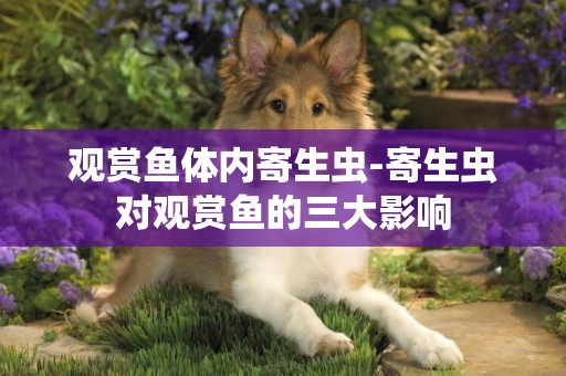 觀賞魚體內寄生蟲-寄生蟲對觀賞魚的三大影響
