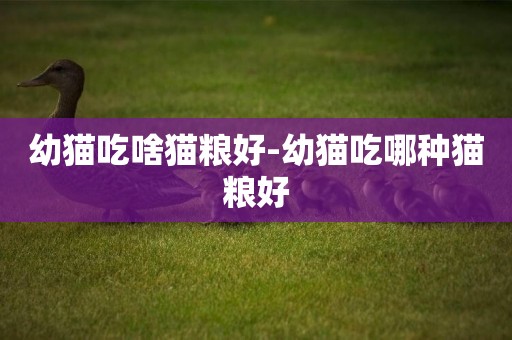 幼貓吃啥貓糧好-幼貓吃哪種貓糧好