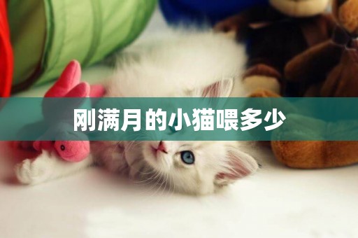 剛滿月的小貓喂多少
