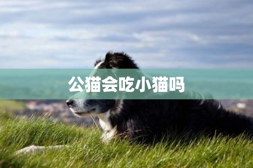 公貓會吃小貓嗎