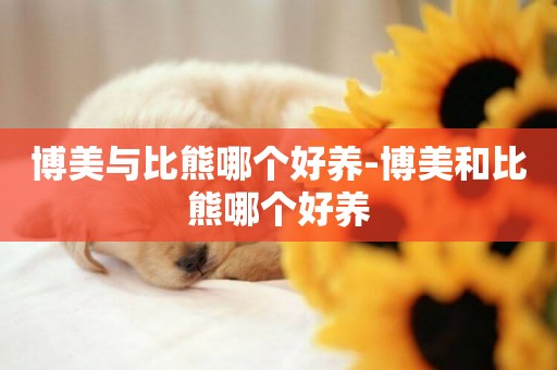 博美與比熊哪個好養-博美和比熊哪個好養