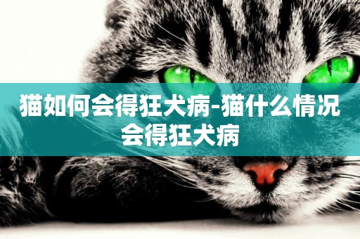 貓如何會得狂犬病-貓什么情況會得狂犬病