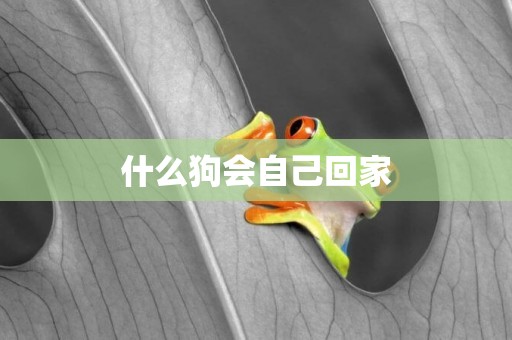 什么狗會自己回家