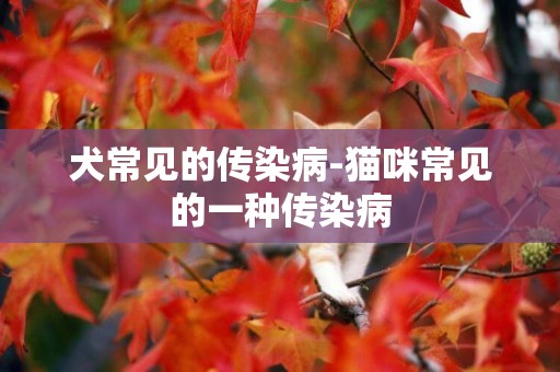 犬常見的傳染病-貓咪常見的一種傳染病