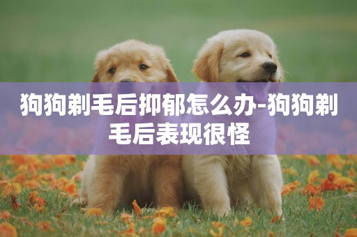 狗狗剃毛后抑郁怎么辦-狗狗剃毛后表現很怪