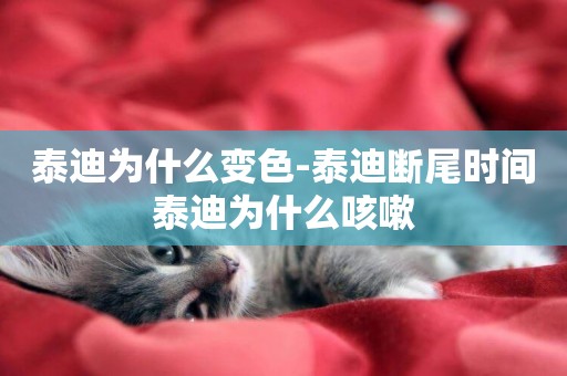 泰迪為什么變色-泰迪斷尾時間泰迪為什么咳嗽