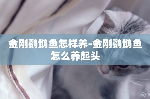 金剛鸚鵡魚怎樣養-金剛鸚鵡魚怎么養起頭
