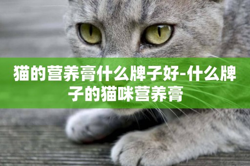貓的營養膏什么牌子好-什么牌子的貓咪營養膏