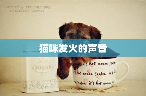 貓咪發火的聲音