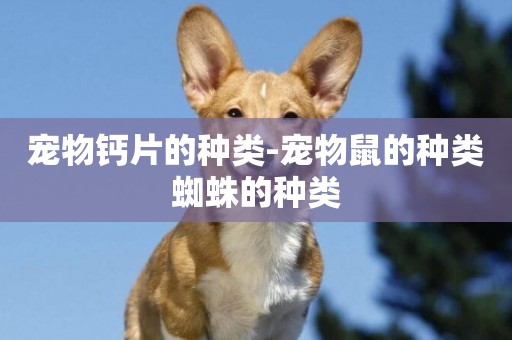 寵物鈣片的種類-寵物鼠的種類蜘蛛的種類