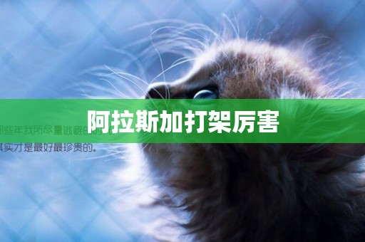 阿拉斯加打架厲害