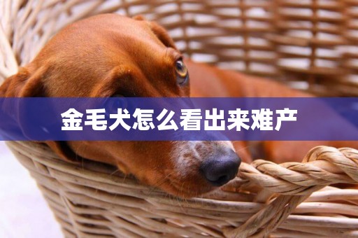 金毛犬怎么看出來難產