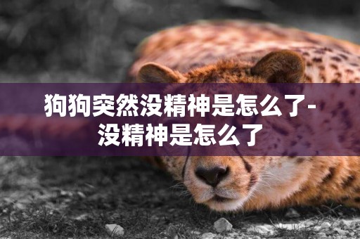 狗狗突然沒精神是怎么了-沒精神是怎么了
