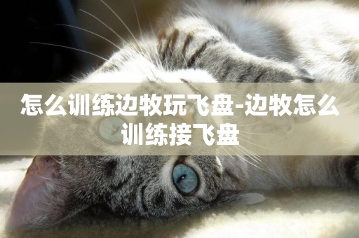 怎么訓練邊牧玩飛盤-邊牧怎么訓練接飛盤