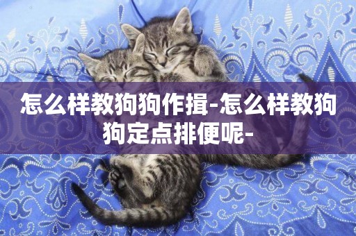 怎么樣教狗狗作揖-怎么樣教狗狗定點排便呢-