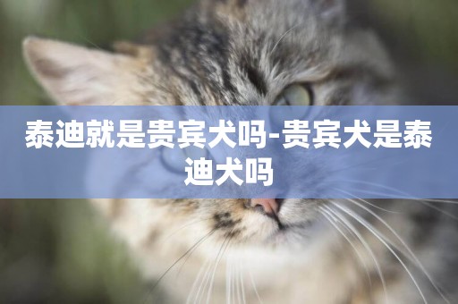 泰迪就是貴賓犬嗎-貴賓犬是泰迪犬嗎