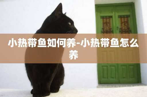 小熱帶魚如何養-小熱帶魚怎么養