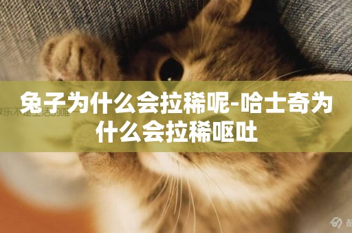 兔子為什么會拉稀呢-哈士奇為什么會拉稀嘔吐