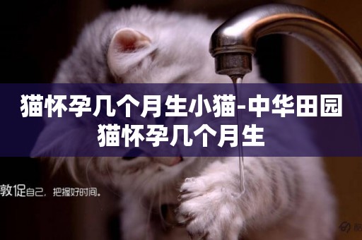 貓懷孕幾個月生小貓-中華田園貓懷孕幾個月生