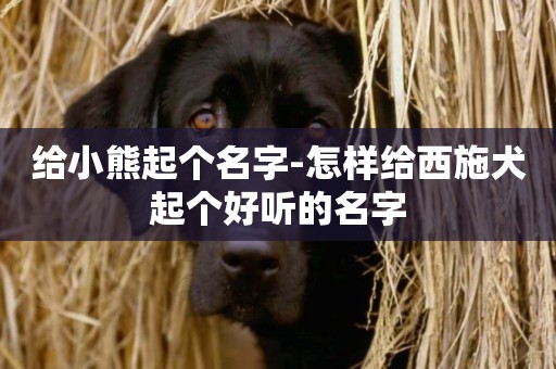 給小熊起個名字-怎樣給西施犬起個好聽的名字