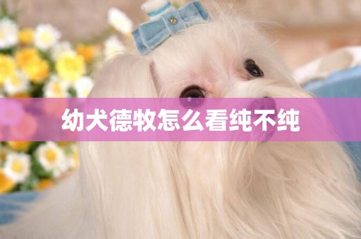 幼犬德牧怎么看純不純