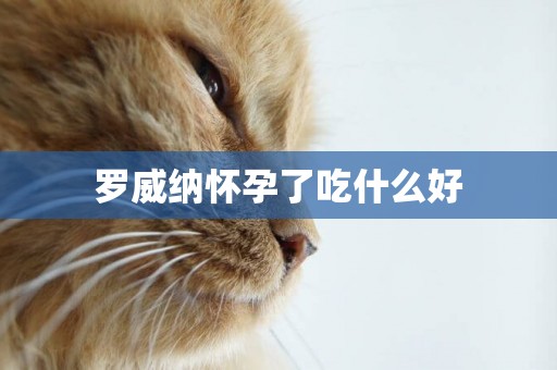 羅威納懷孕了吃什么好