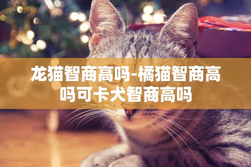 龍貓智商高嗎-橘貓智商高嗎可卡犬智商高嗎