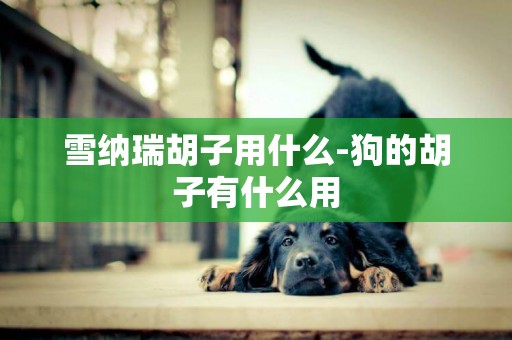 雪納瑞胡子用什么-狗的胡子有什么用