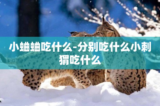小蛐蛐吃什么-分別吃什么小刺猬吃什么