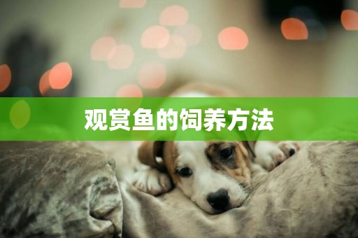 觀賞魚的飼養方法