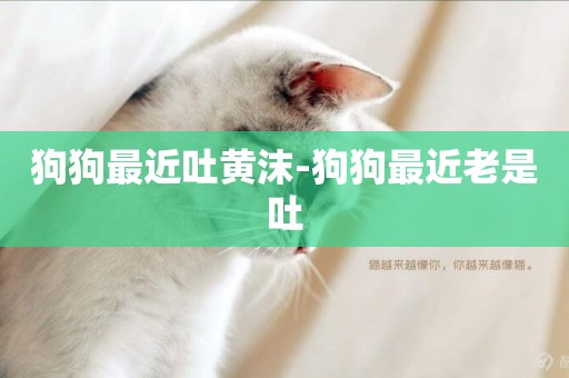 狗狗最近吐黃沫-狗狗最近老是吐