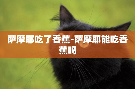 薩摩耶吃了香蕉-薩摩耶能吃香蕉嗎