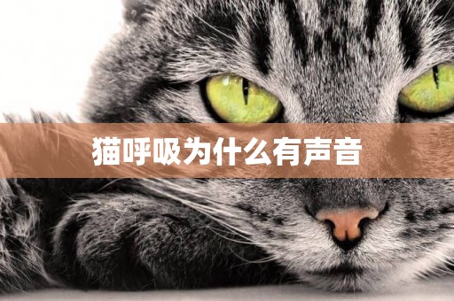 貓呼吸為什么有聲音