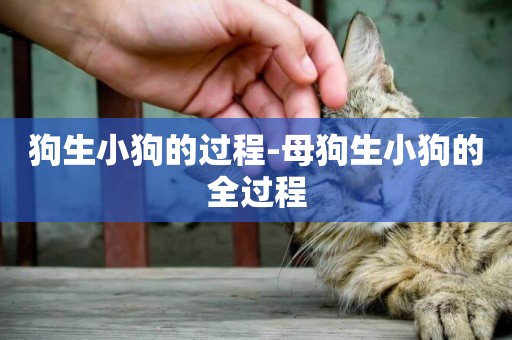 狗生小狗的過程-母狗生小狗的全過程