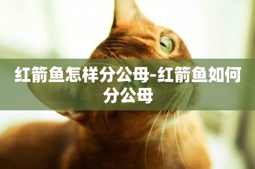 紅箭魚怎樣分公母-紅箭魚如何分公母