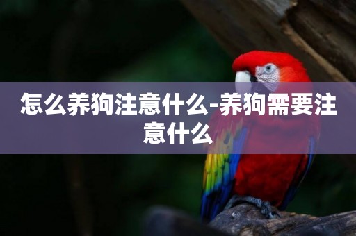 怎么養狗注意什么-養狗需要注意什么