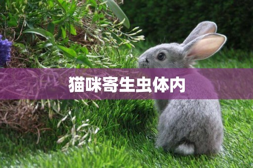 貓咪寄生蟲體內