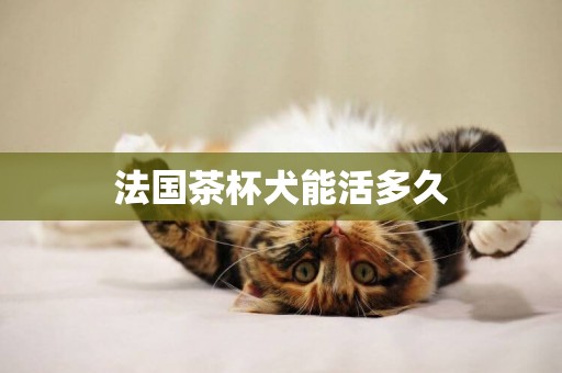 法國茶杯犬能活多久