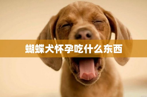 蝴蝶犬懷孕吃什么東西