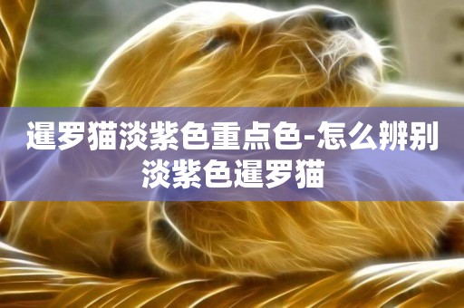 暹羅貓淡紫色重點色-怎么辨別淡紫色暹羅貓