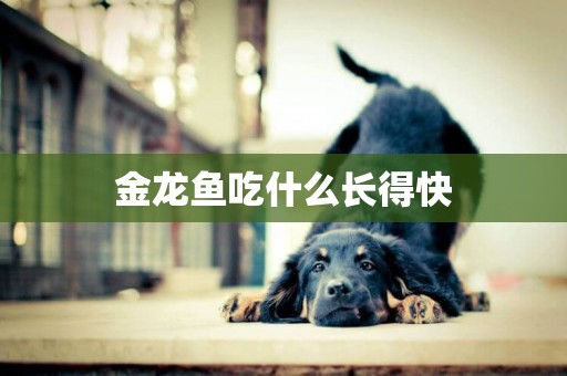 金龍魚吃什么長得快