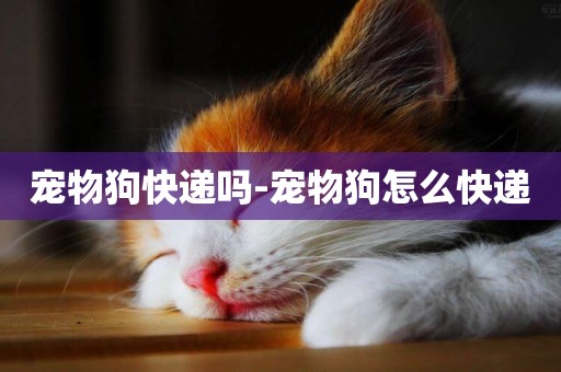 寵物狗快遞嗎-寵物狗怎么快遞