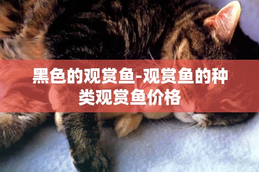 黑色的觀賞魚-觀賞魚的種類觀賞魚價格